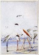 unknow artist flamingos vid v alfiskbukten i sydvastafrika en av baines manga illustrationer till anderssons stora fagelbok oil painting on canvas